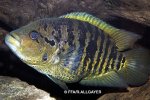 Parachromis friederichstahlii - 